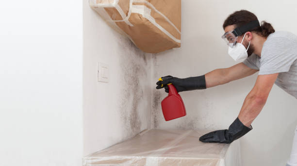 Professional Basement Mold Remediation technician working in Firestone, CO