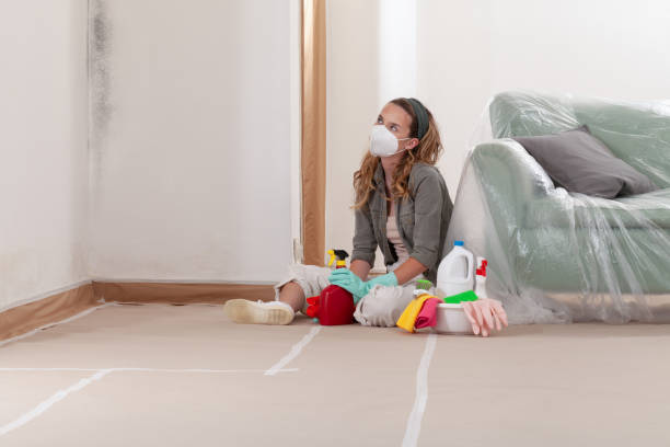 Reliable Basement Mold Remediation contractor in Firestone, CO by WQB Mold Removal